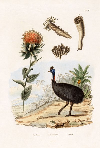 Safflower by French School